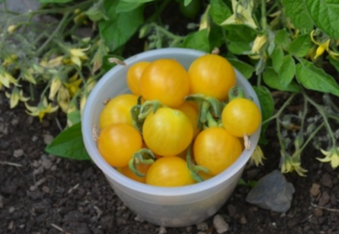 Tomato Clementine