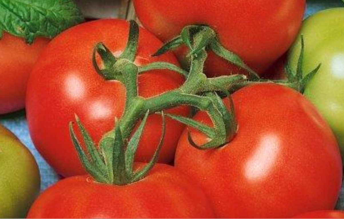 Tomato Fireworks