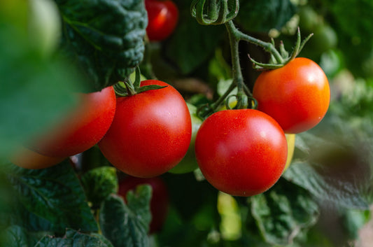 Tomato First in the Field