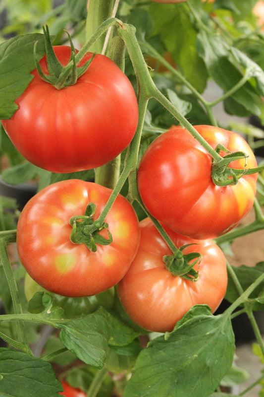 Tomato Heinz 1350