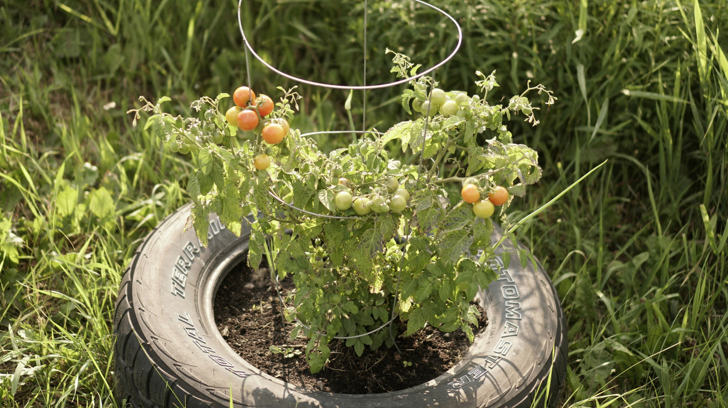 Tomato Maskotka (patio)