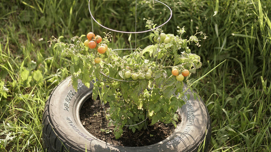 Tomato Maskotka (patio)