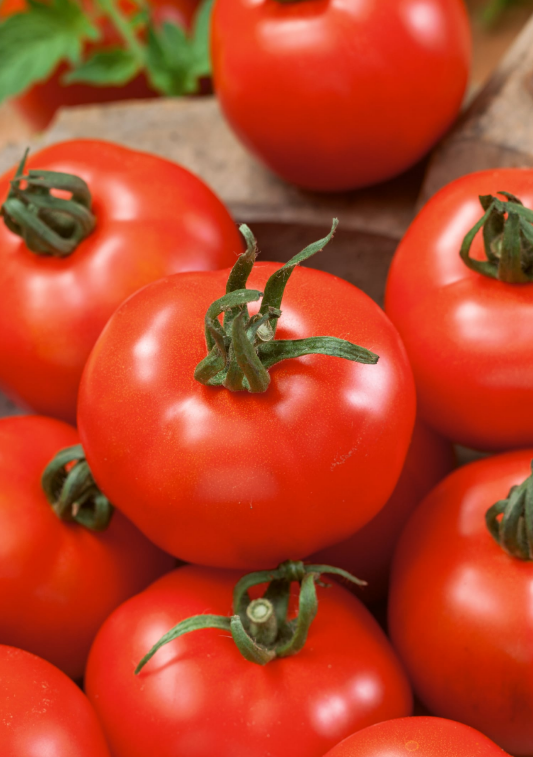 Tomato Moneymaker