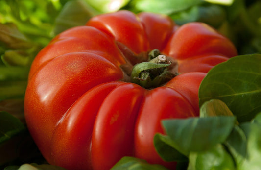 Tomato Pantano Romanesco