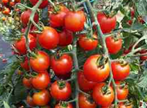 Tomato Rubinka