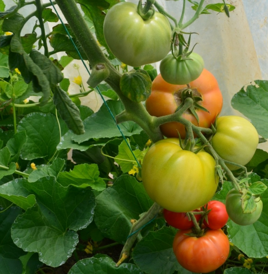 Tomato Saint Pierre