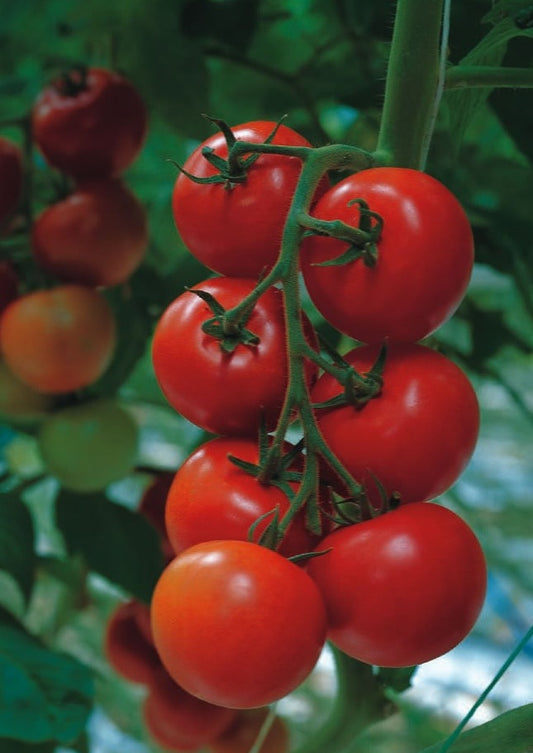 Tomato Shirley F1