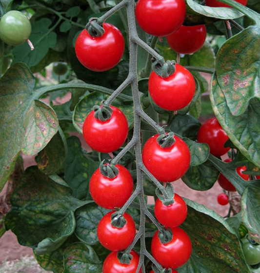 Tomato Sweet Aperitif