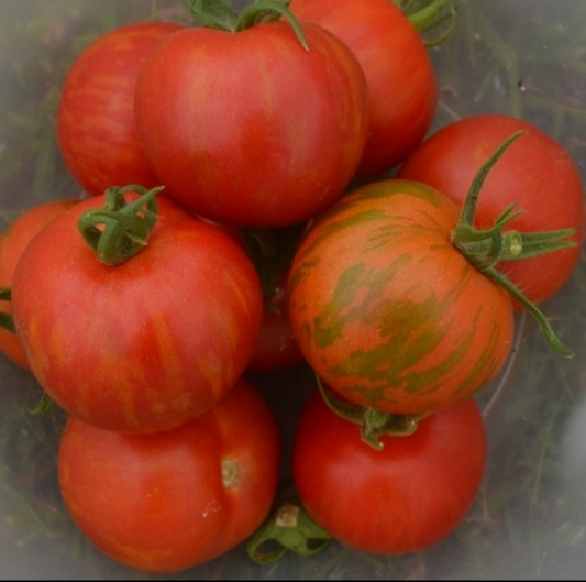 Tomato Tigerella