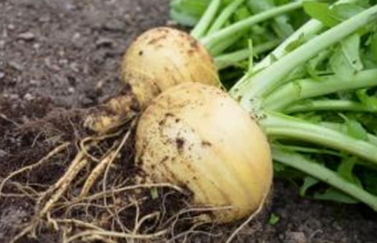 Turnip Goldana