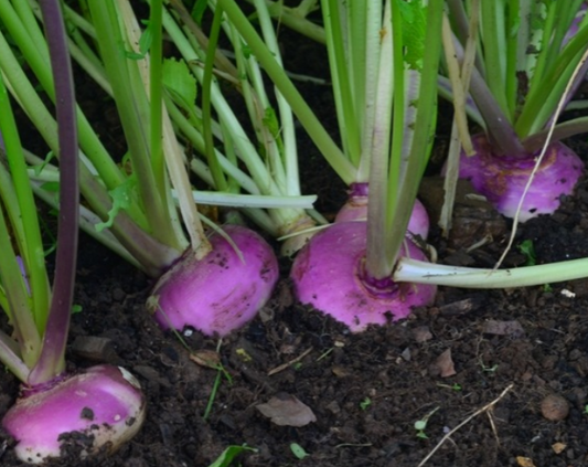 Turnip Milan Purple Top