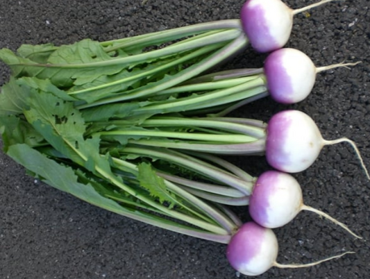 Turnip Sweetbell F1