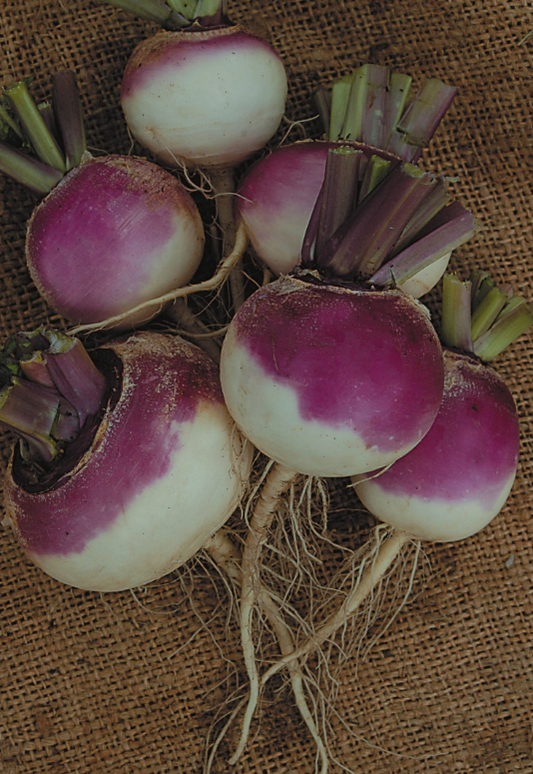 Turnip Vietches Red Globe