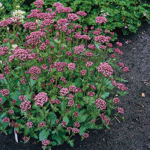 Valerian, Red