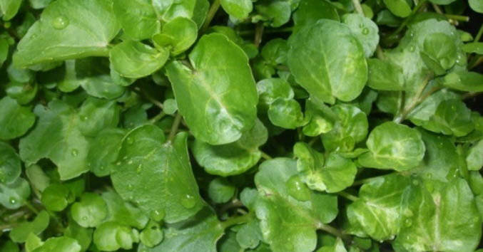 Watercress