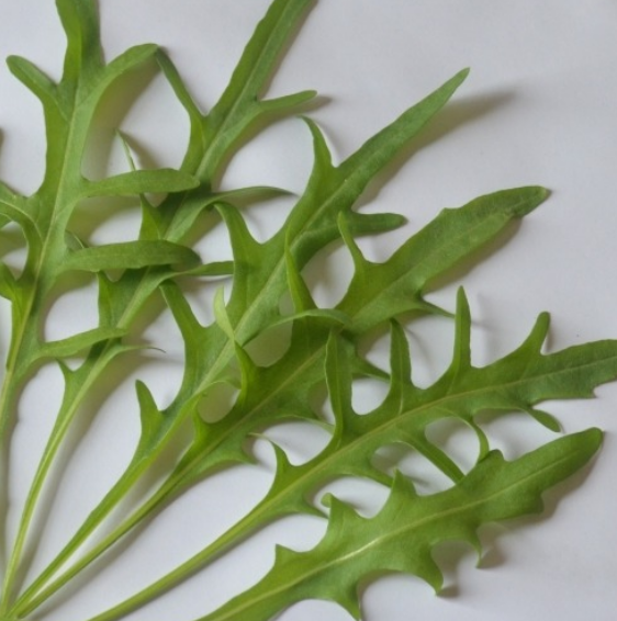 Wild Rocket Rice Wild Rocket – MoreVeg Seeds