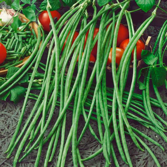 Bean - Yard Long Asparagus Green